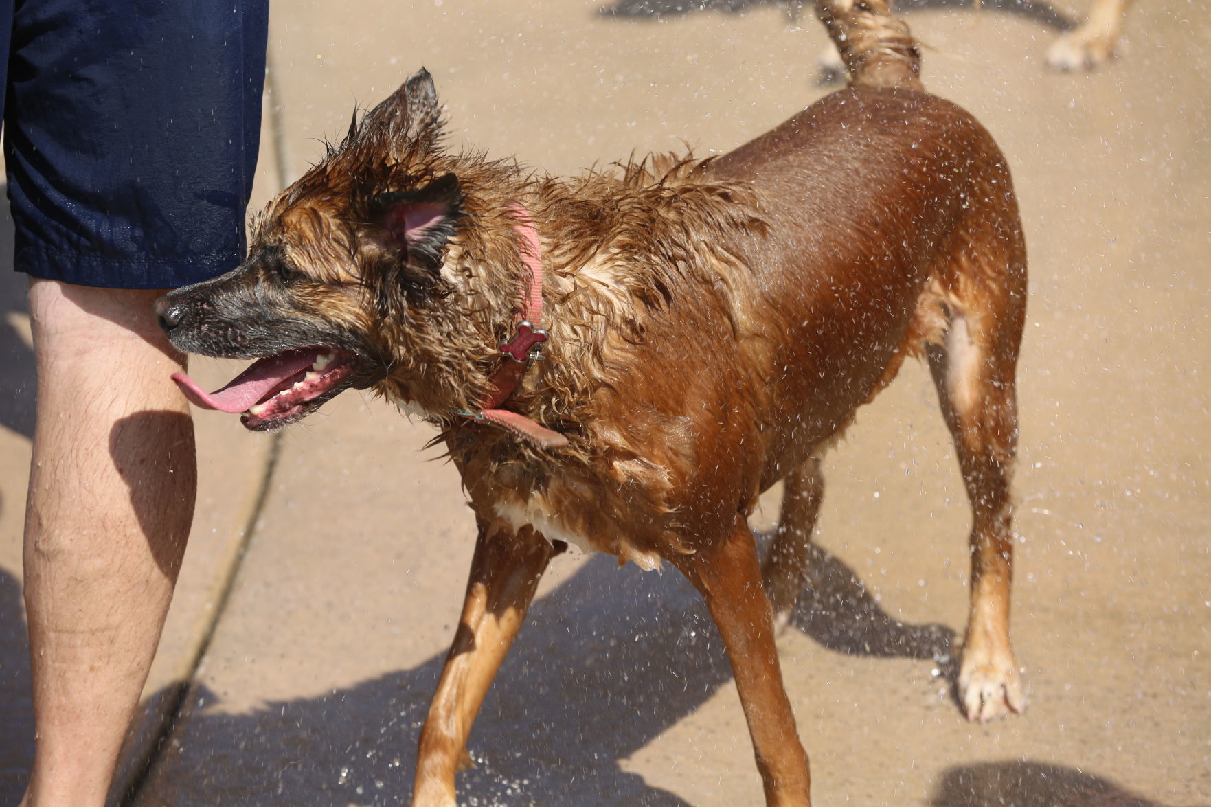090919_gal_WWdogs (21)
